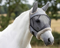 Antifly Protection for Horses